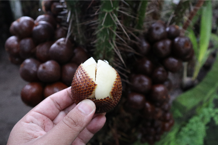 4 Manfaat Buah Salak yang Luar Biasa, Bisa Tingkatkan Kinerja Otak